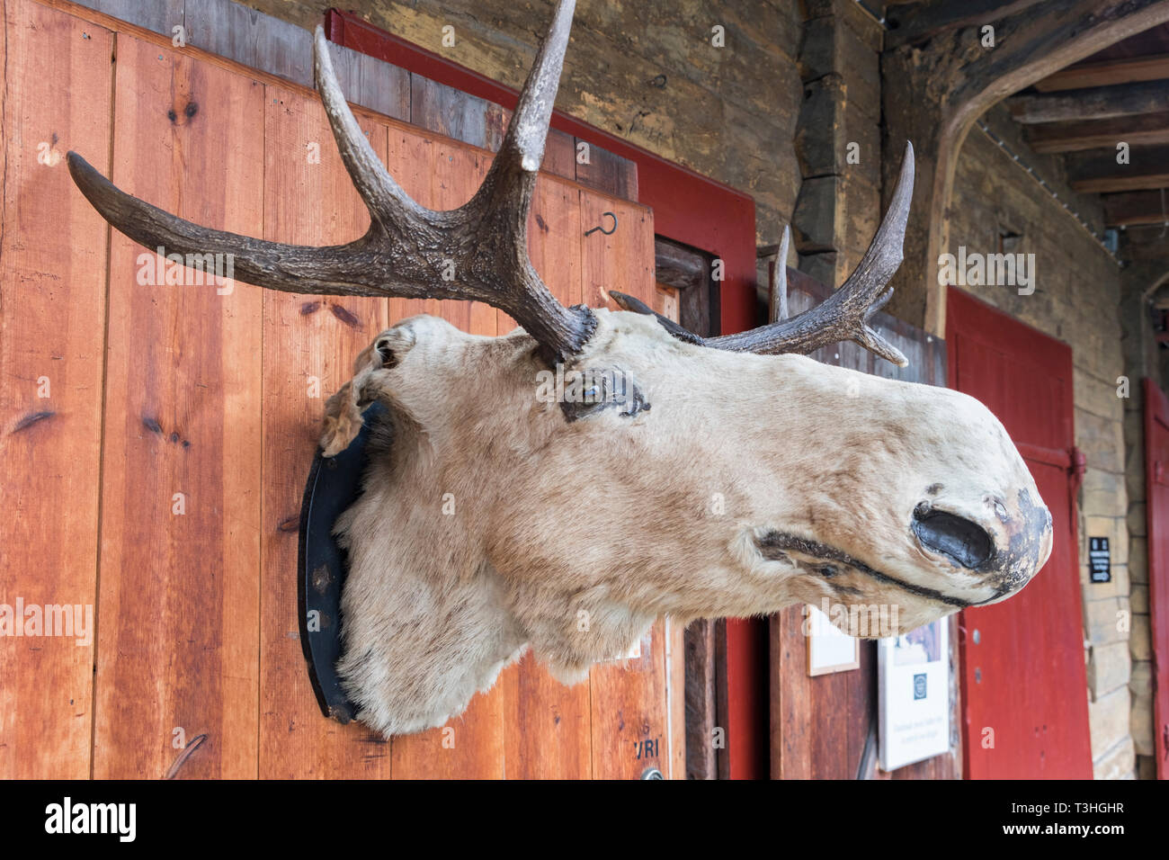 Moose head Bryggen Bergen Norway Stock Photo
