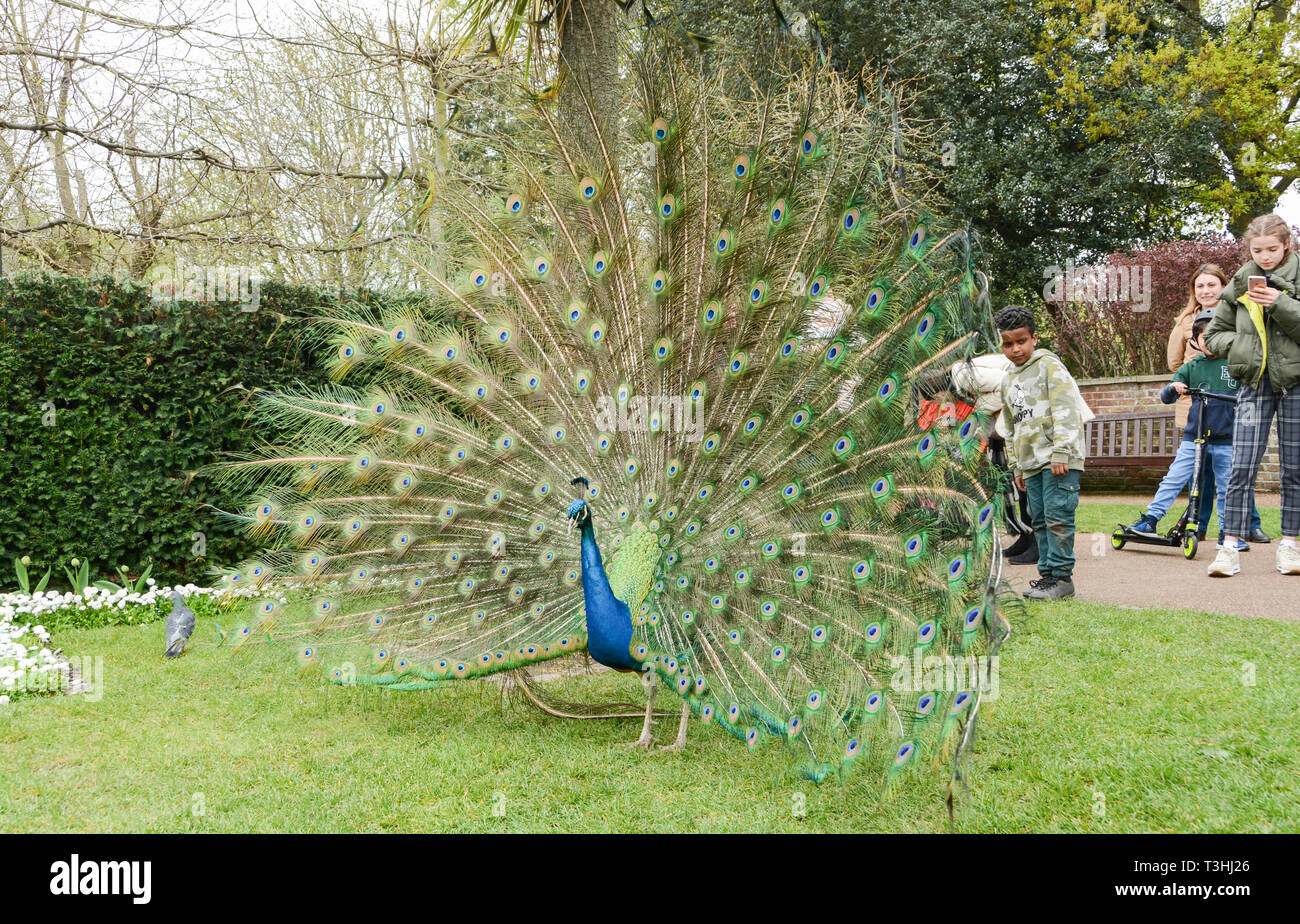 An Indian Peacock (Peafowl) in display mode in Holland Park, London, UK Stock Photo