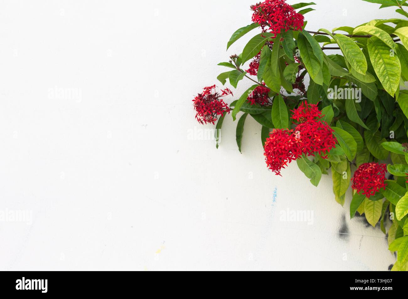 Asclepias Tuberosa - Red flowers and a white concrete wall background (Ari Atoll, Maldives) Stock Photo