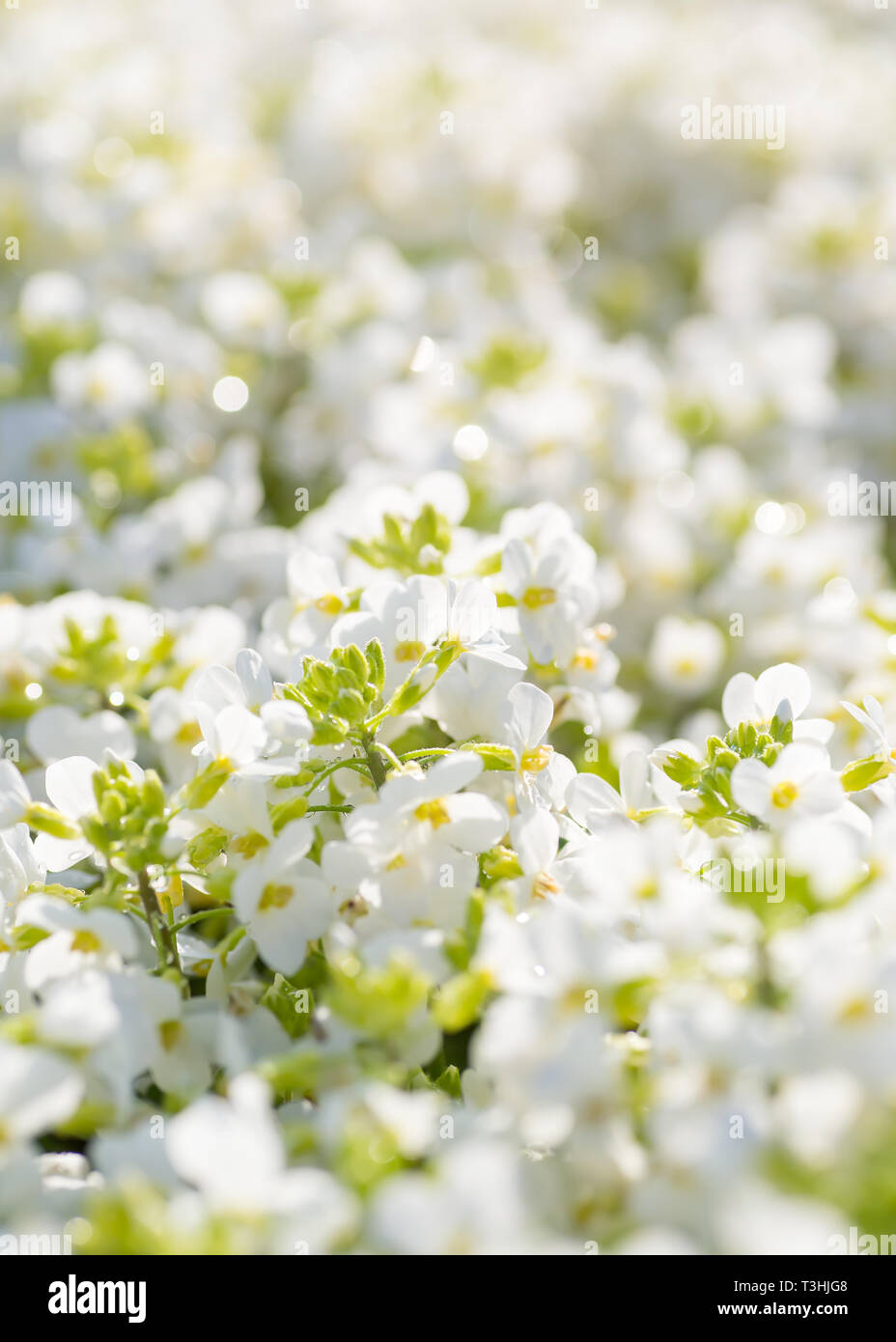 Flowering arabis in the summer garden with shallow depth of field effect. Stock Photo