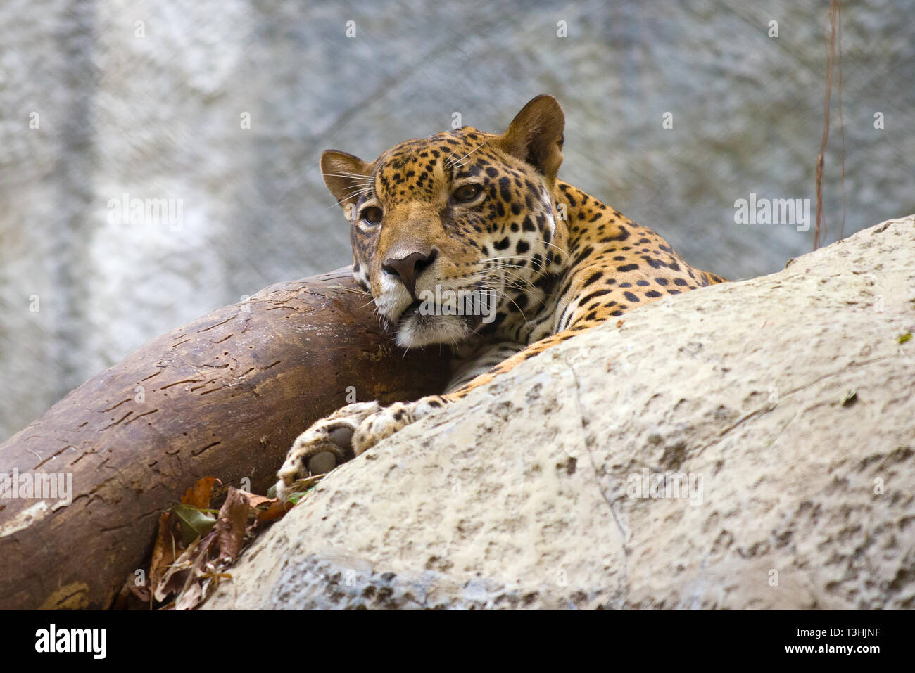 The woken-up leopard looks afar. Chiang Mai Stock Photo - Alamy