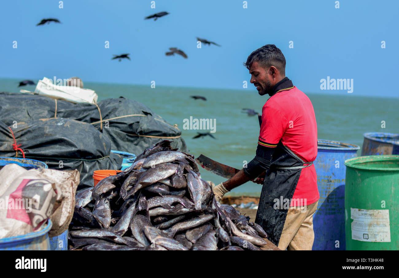 Fisheries Activities And Fish Market In Negombo, Sri Lanka Stock Photo