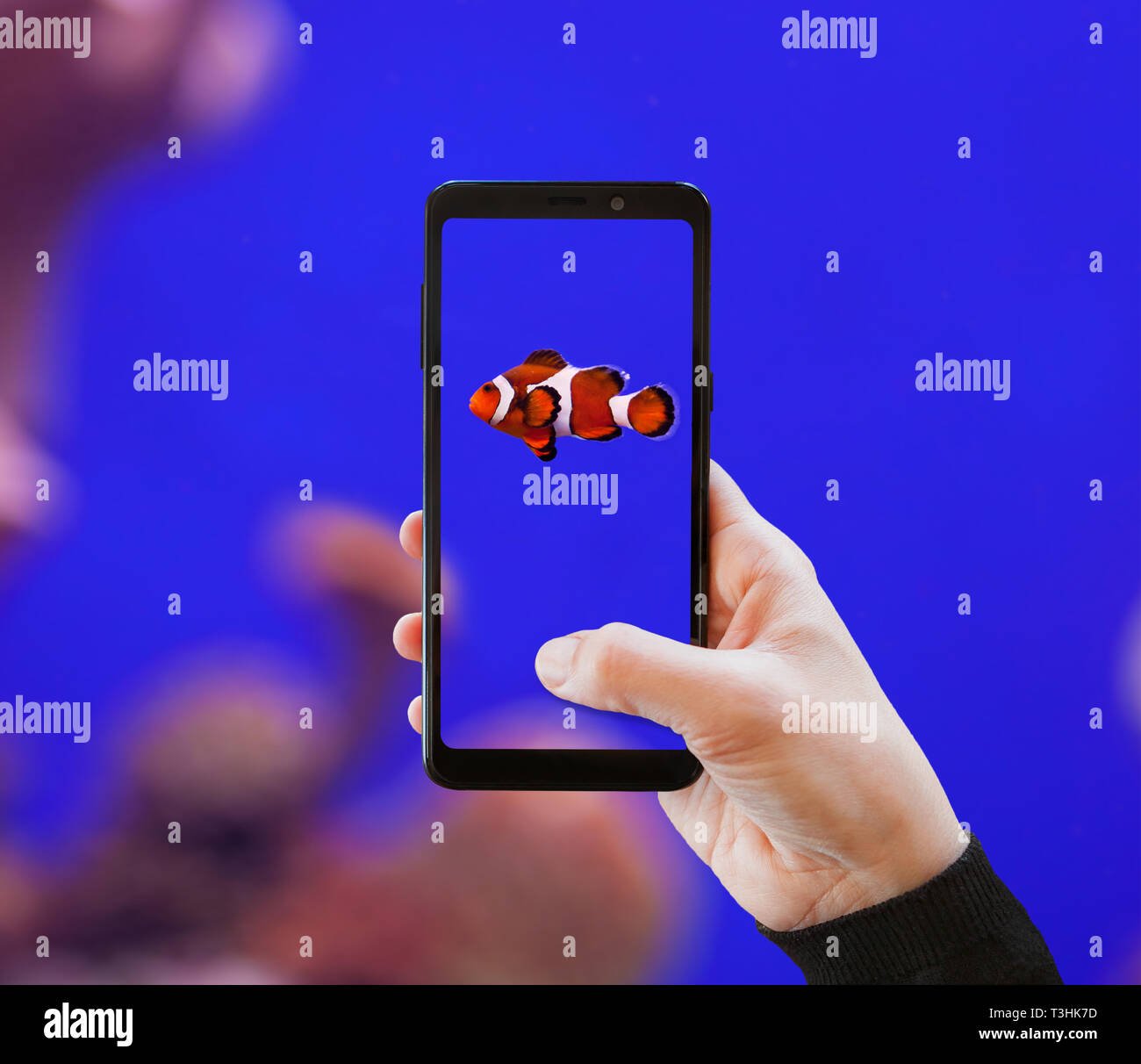 Clownfish photographed with mobile phone in the aquarium Stock Photo ...
