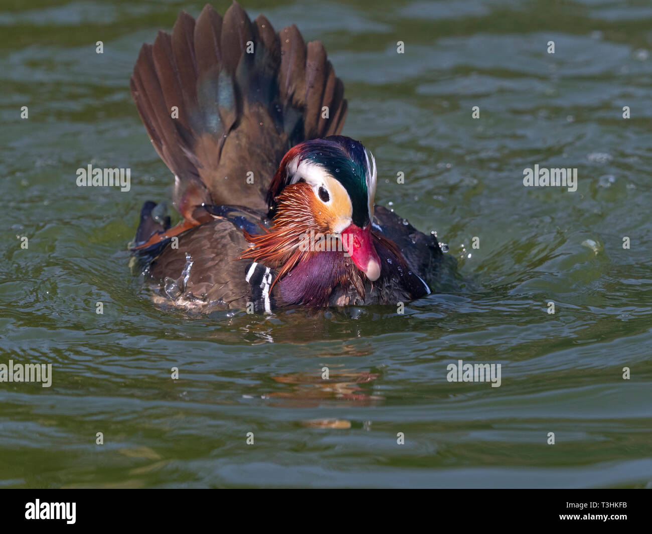 Portrait of a male Mandarin Duck Axi sponsa bathing Stock Photo