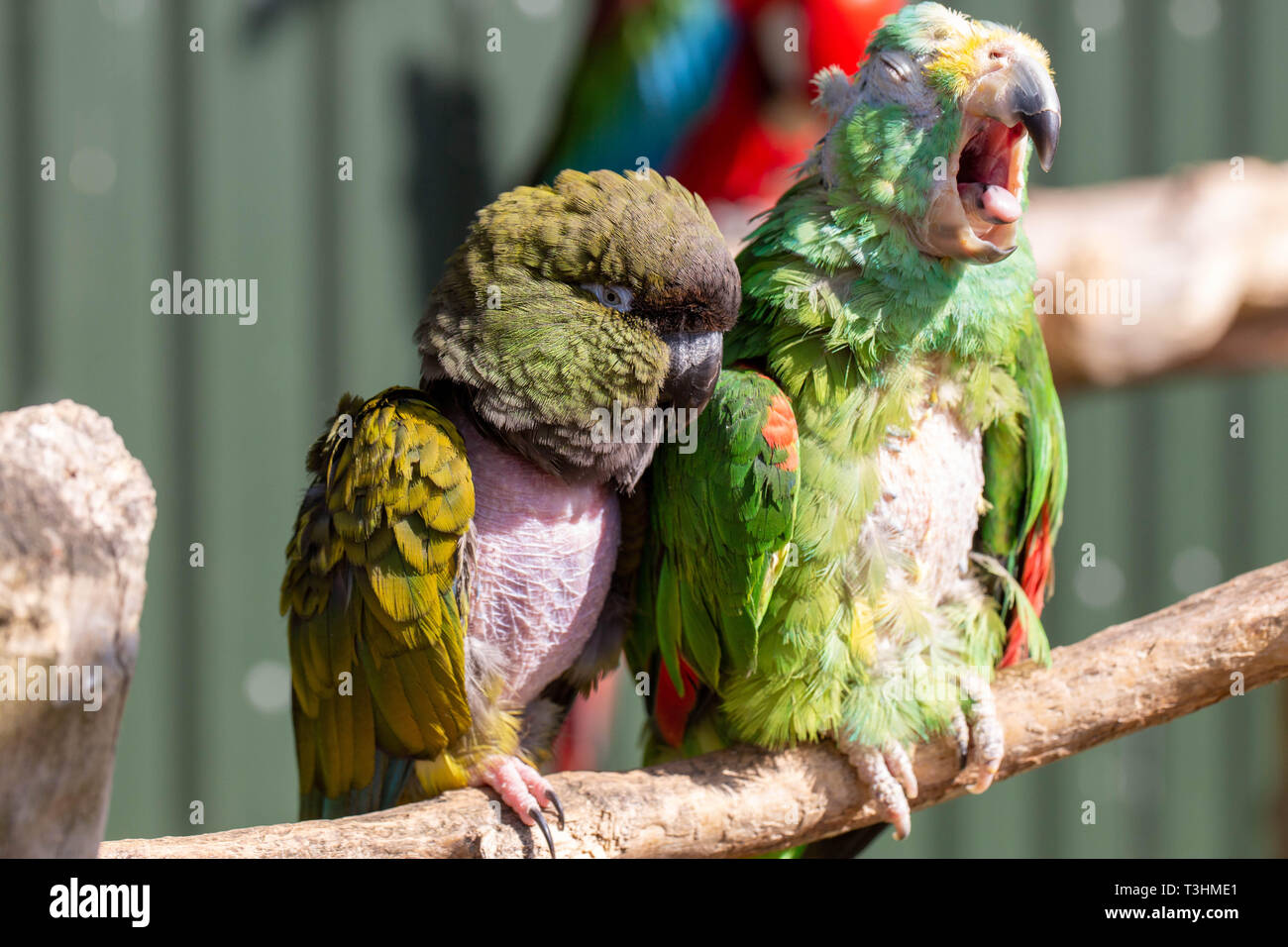 Two parrots sleeping and having a cuddle in the sun while perched on a branch. Stock Photo