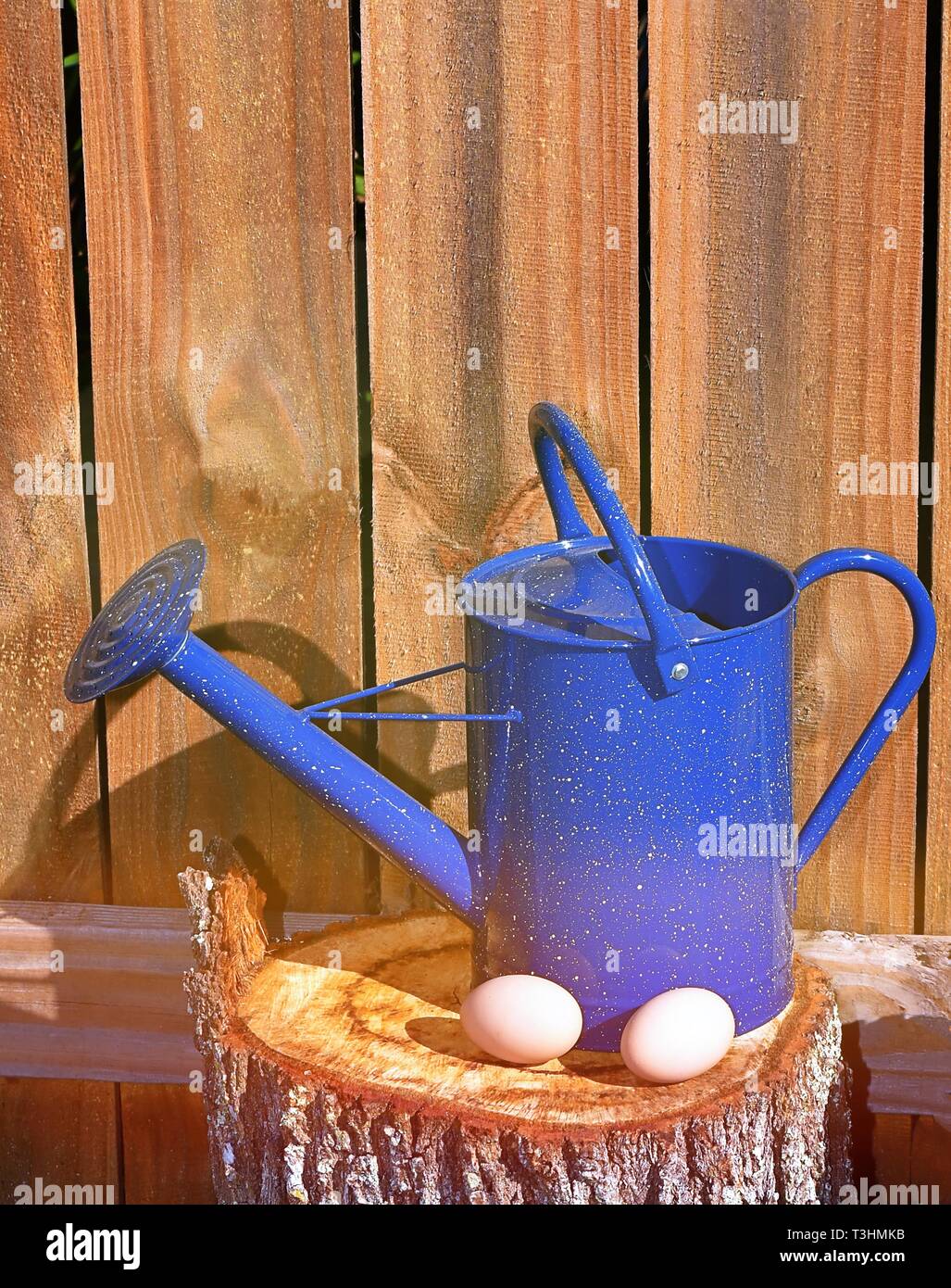 Blue Watering Can With Two Eggs Stock Photo Alamy
