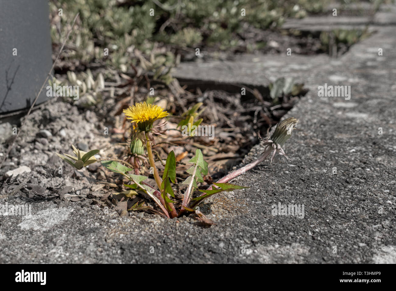 a dandelion plant grows between pavement slabs Stock Photo