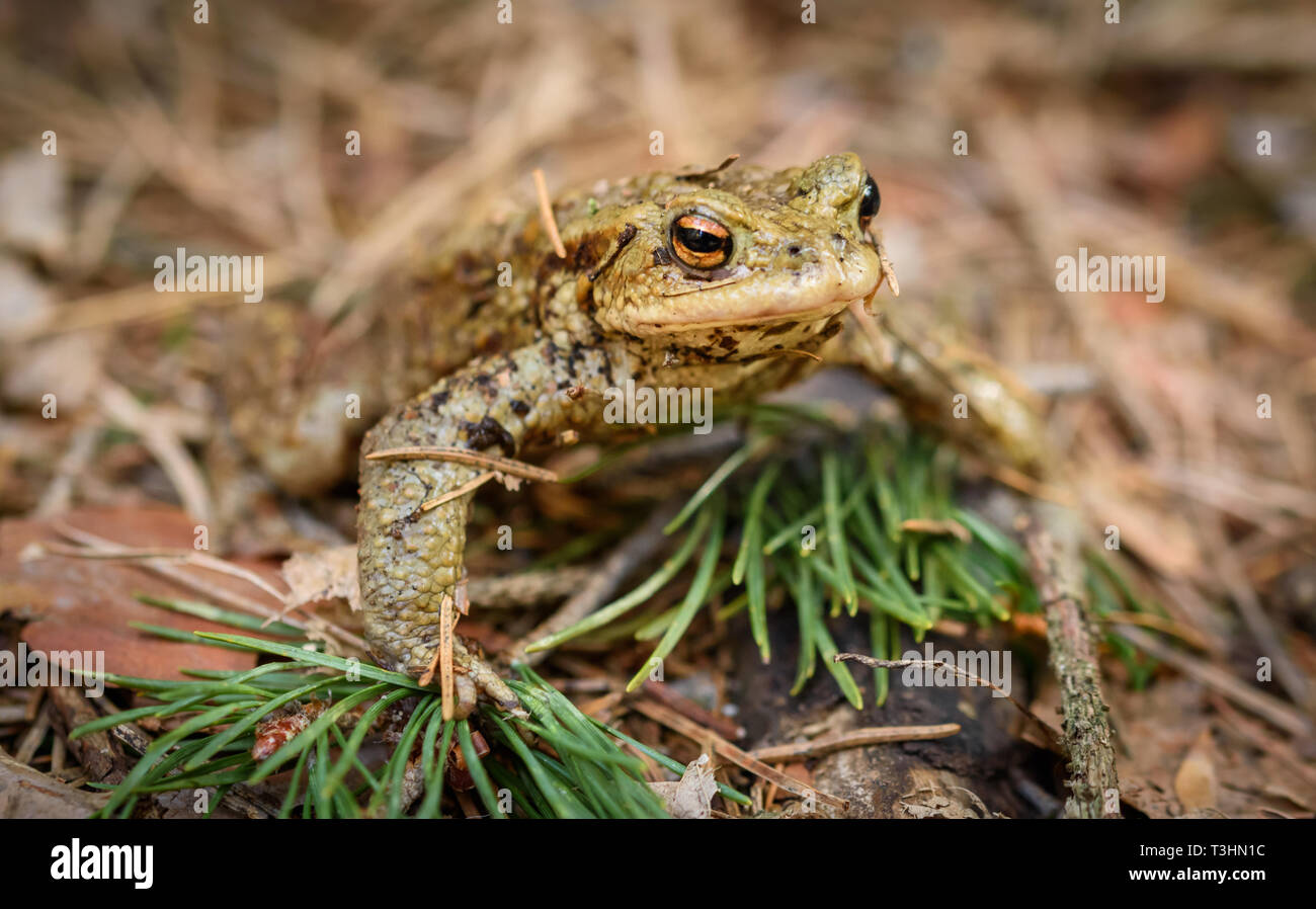 this common toad is judging you Stock Photo - Alamy