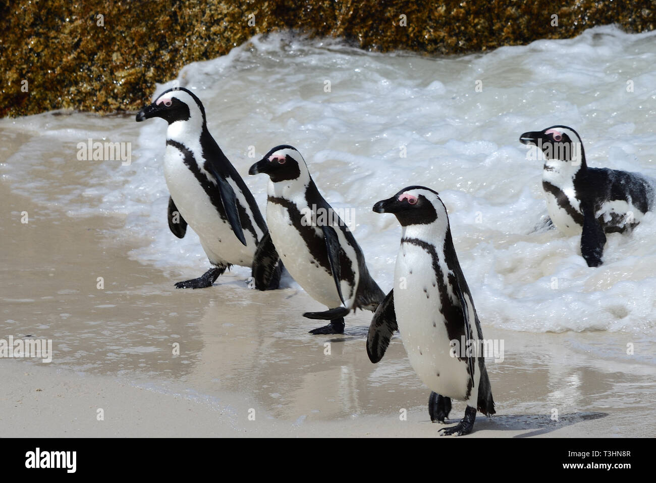 Penguins on Boulder Beach South African Stock Photo