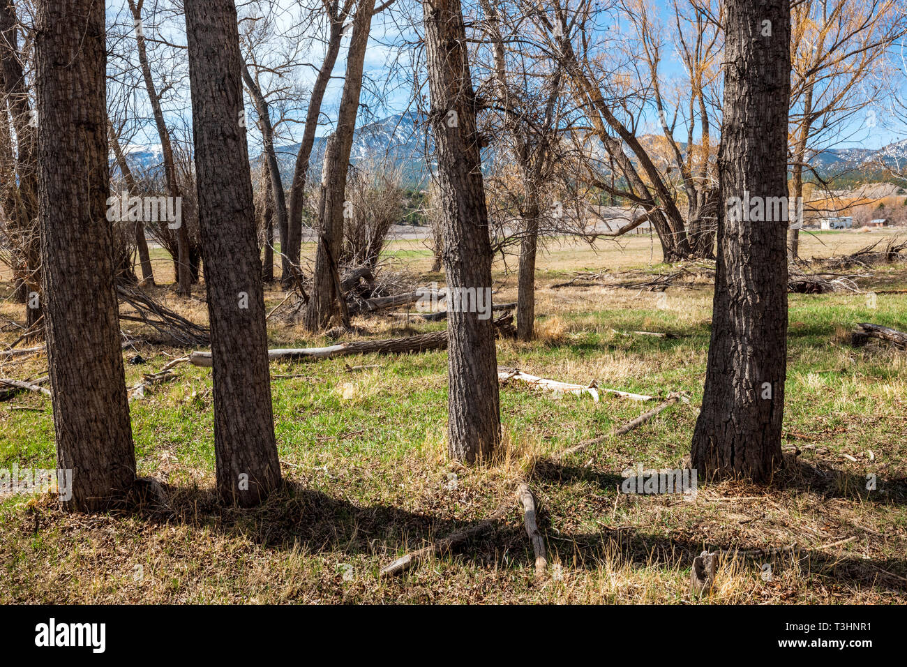 Backlit Fremont cottonwood trees; Vandaveer Ranch; Salida; Colorado