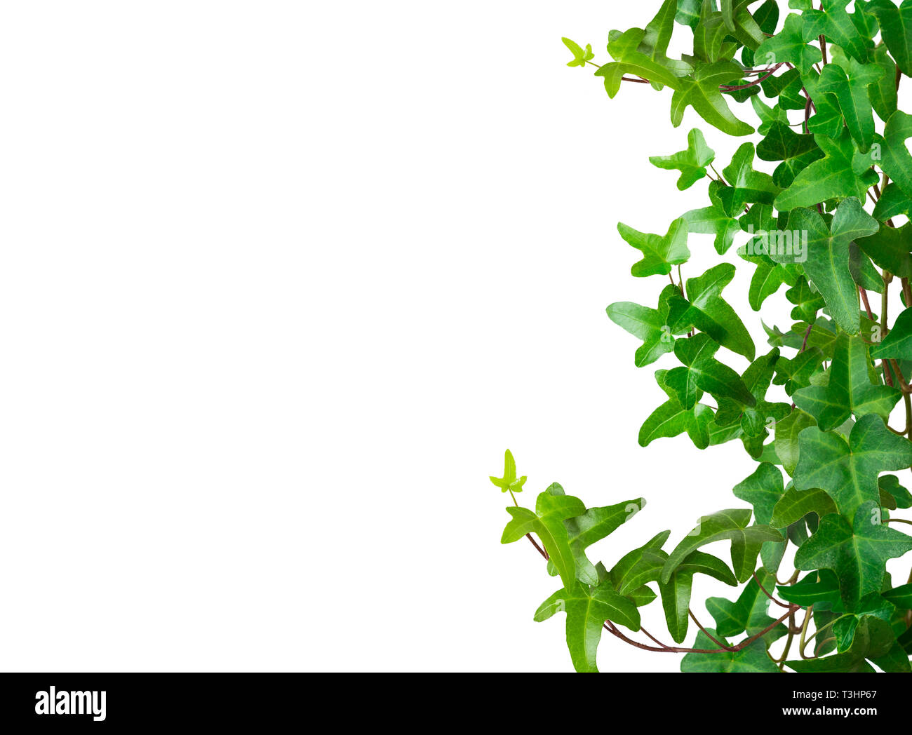 Green ivy border isolated on white background. Space for text Stock