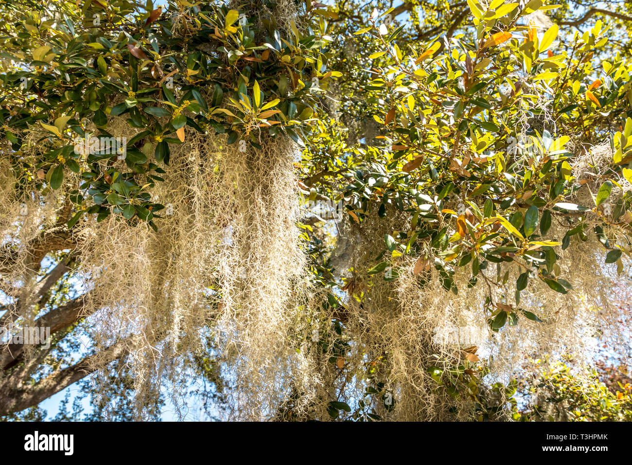 Spanish Moss hanging from an oak tree Stock Photo Alamy
