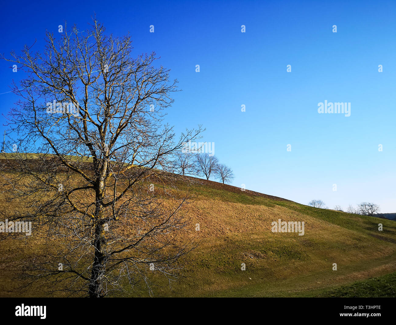 Lonely bare tree in the hills and blue sky. Stock Photo