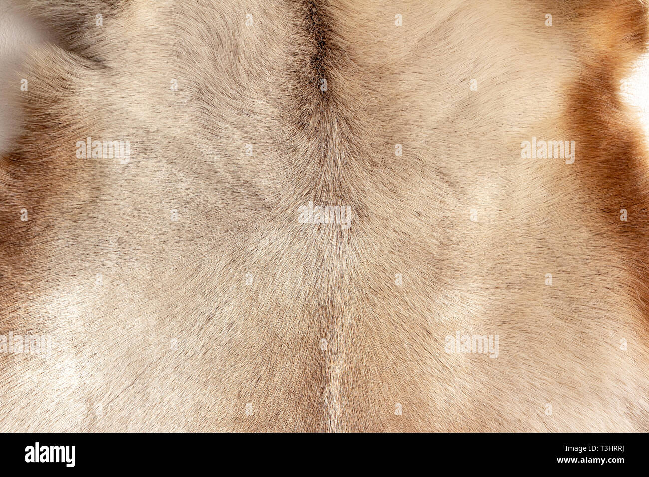 Reindeer fur background texture. Natural material pattern. Stock Photo