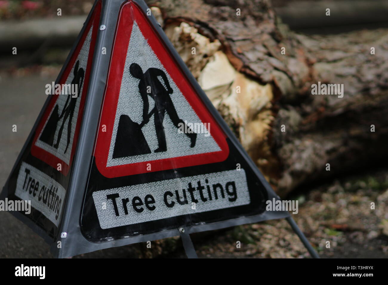 Warning sign Tree Cutting and the cut tree in the background at the park, photographed with shallow depth of field. Stock Photo