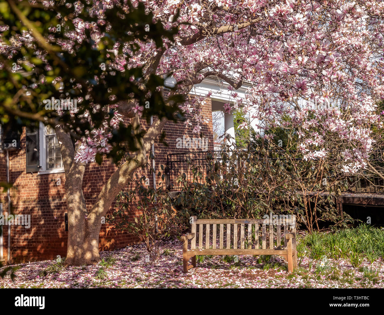 A sitting bench for relaxing in park covered around by pink flowers during springtime Stock Photo