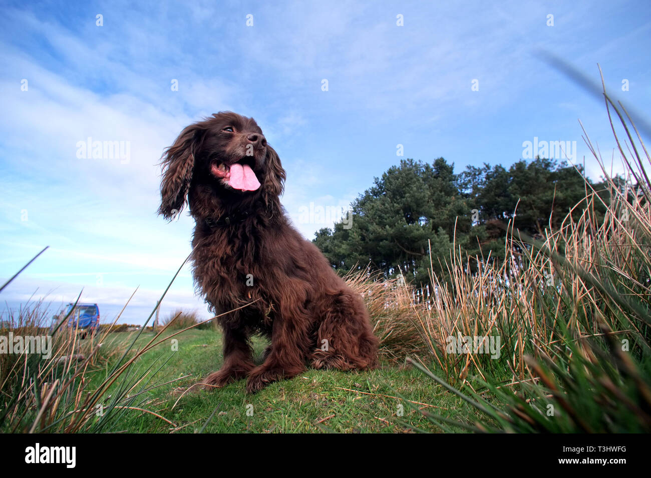 Cocker spaniel out for a walk Stock Photo
