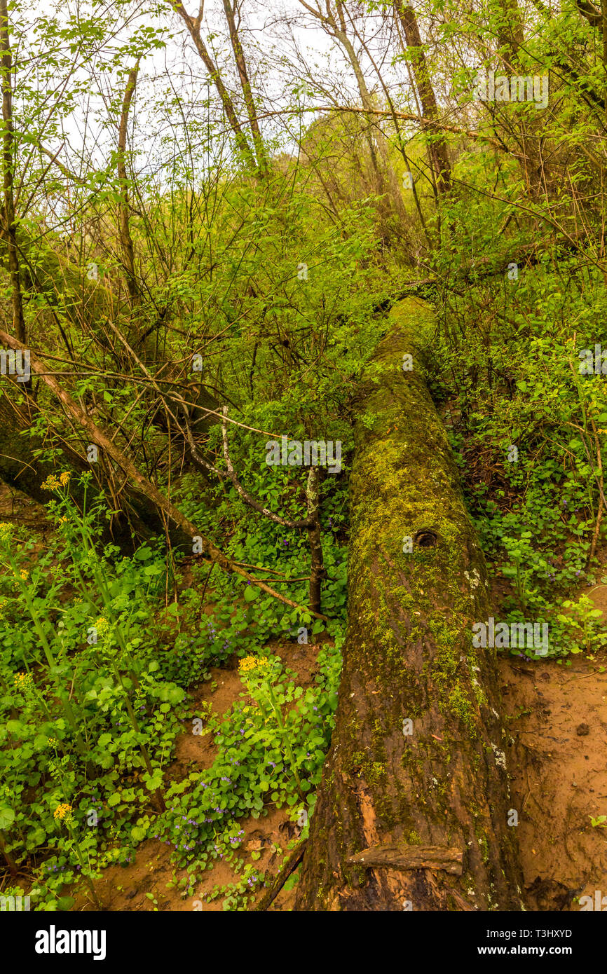 Fallen Tree and Forest Stock Photo