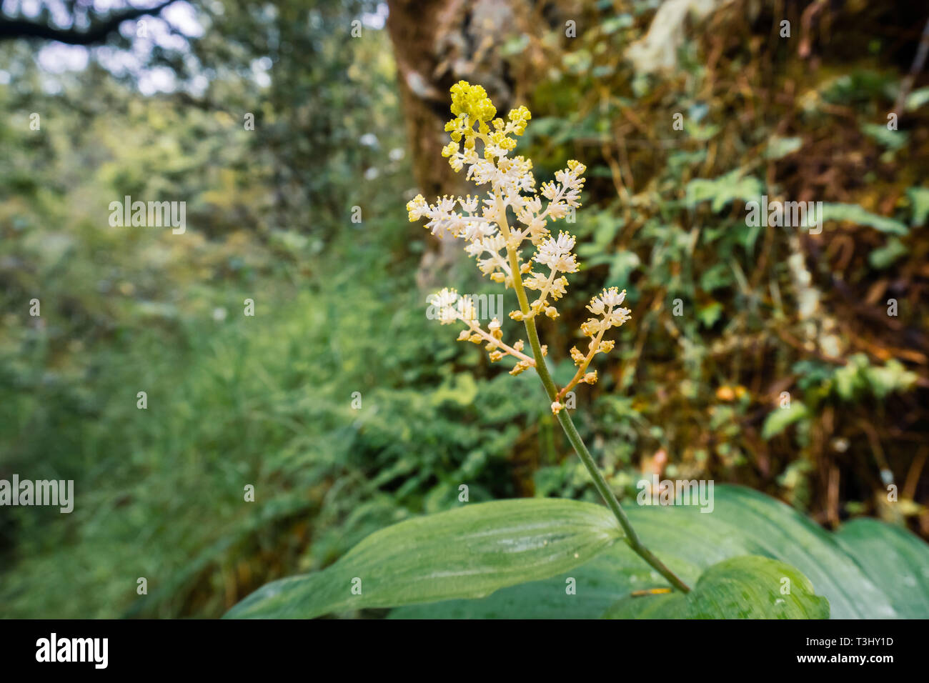 Feathery false lily of the valley (Maianthemum racemosum) blooming in a forest in San Francisco bay area, California Stock Photo