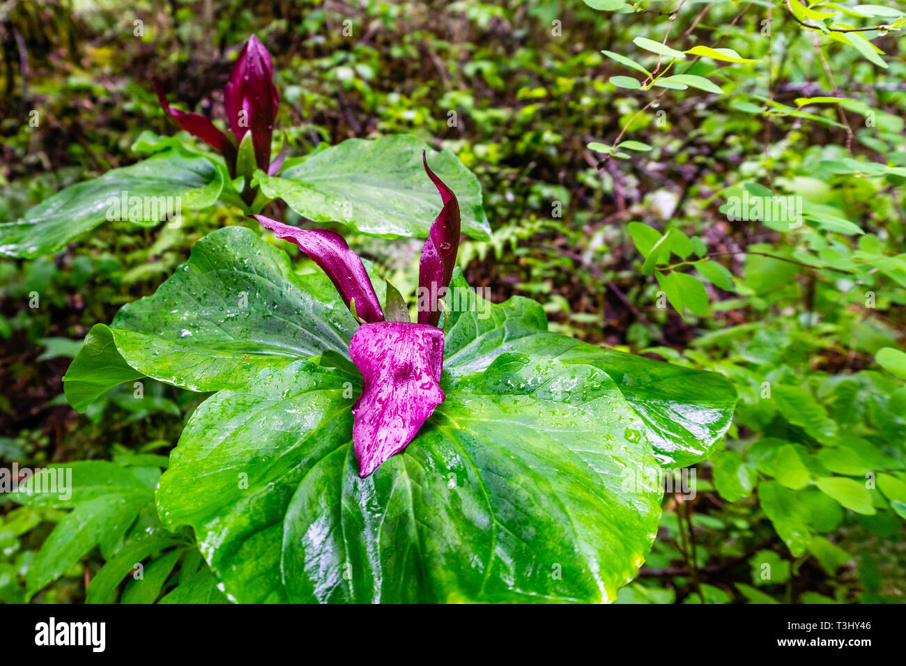 Close up of Giant trillium (Trillium chloropetalum) covered in raindrops, San Francisco bay area, California Stock Photo