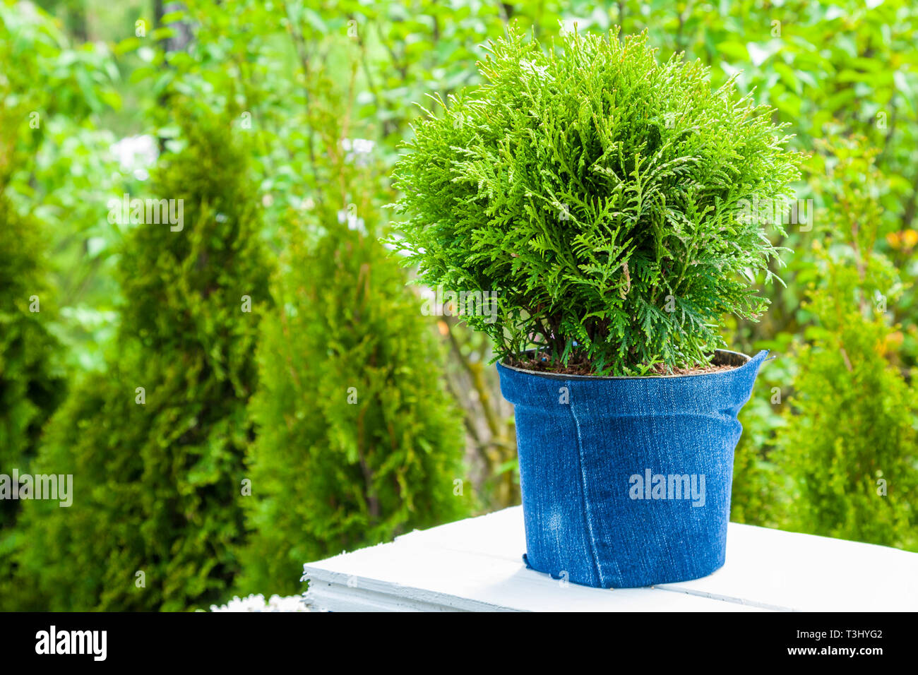 Thuja plant in pot, Cypresses plants on background. Garden design. Stock Photo