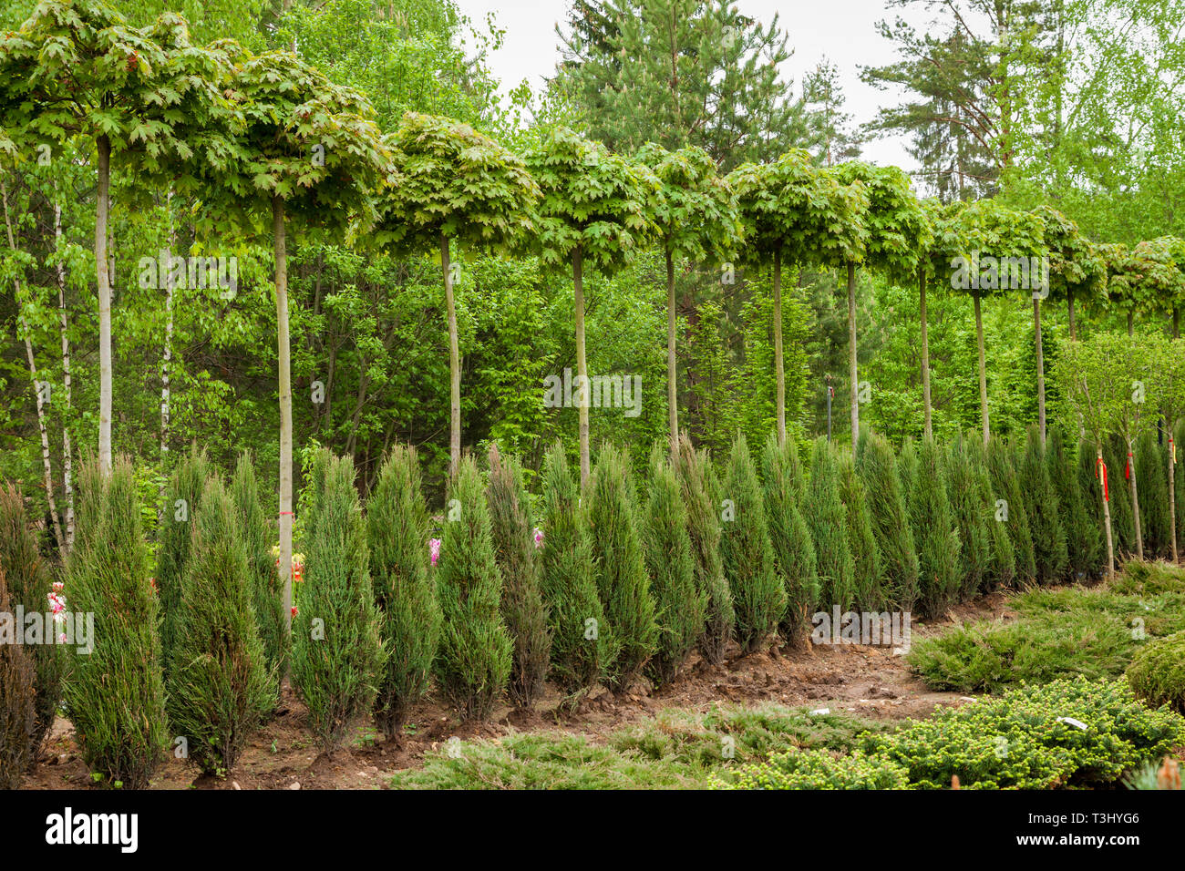 Rows of young maple trees, thuja plants and juniper bushes. Alley of seedling of trees, bushes, plants at plant nursery. Stock Photo