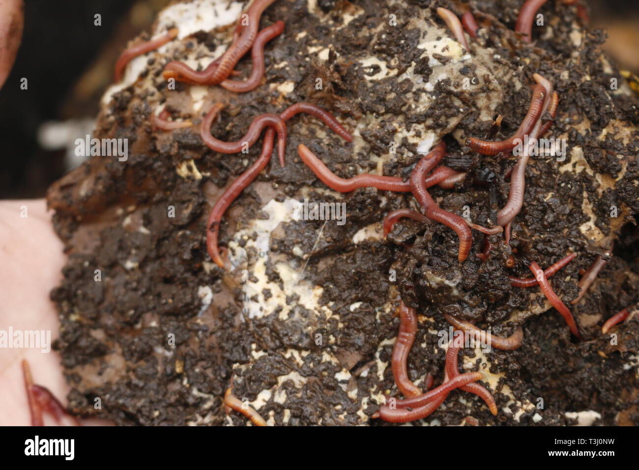 Red worms in compost or manure. Live bait for fishing Stock Photo - Alamy