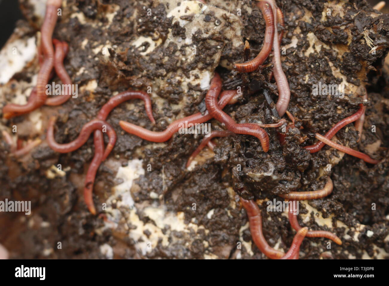 Red worms in compost or manure. Live bait for fishing Stock Photo
