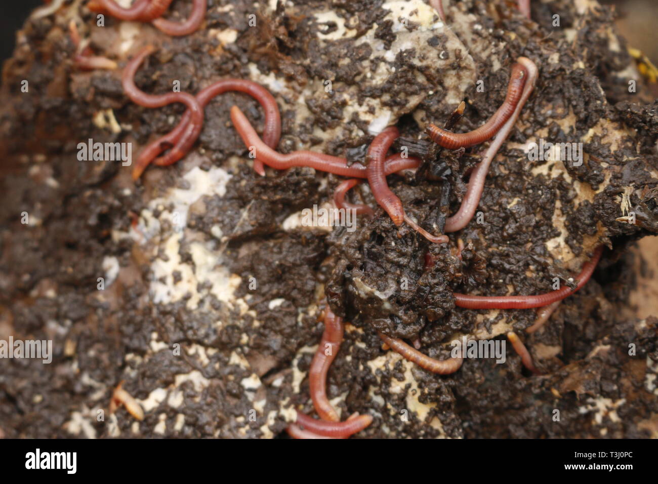 Red worms in compost or manure. Live bait for fishing Stock Photo
