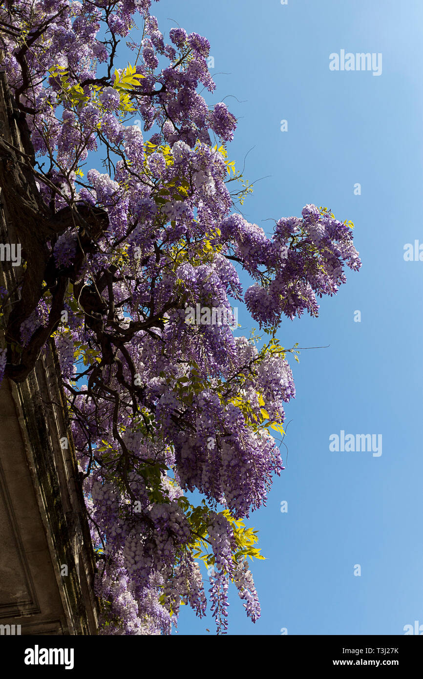 Purple Wisteria, climbing plant, in full bloom. House wall in Milan, Italy Stock Photo