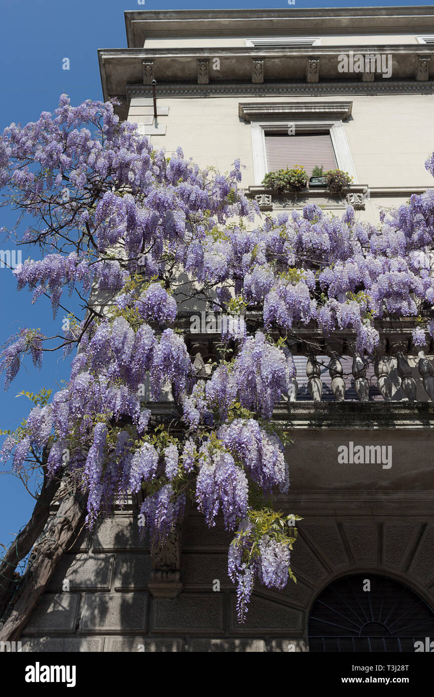 Wisteria tree with purple flowers growing outside the balcony house. Milan, Italy Stock Photo