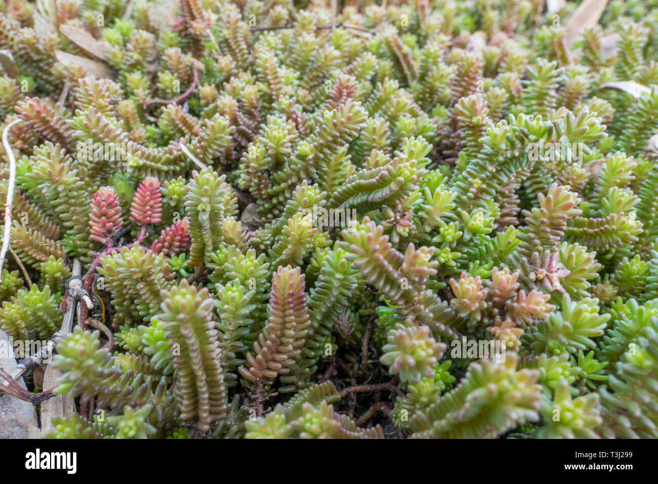 Tasteless Stonecrop, Sedum sexangulare succulent perennial Close-up Stock Photo