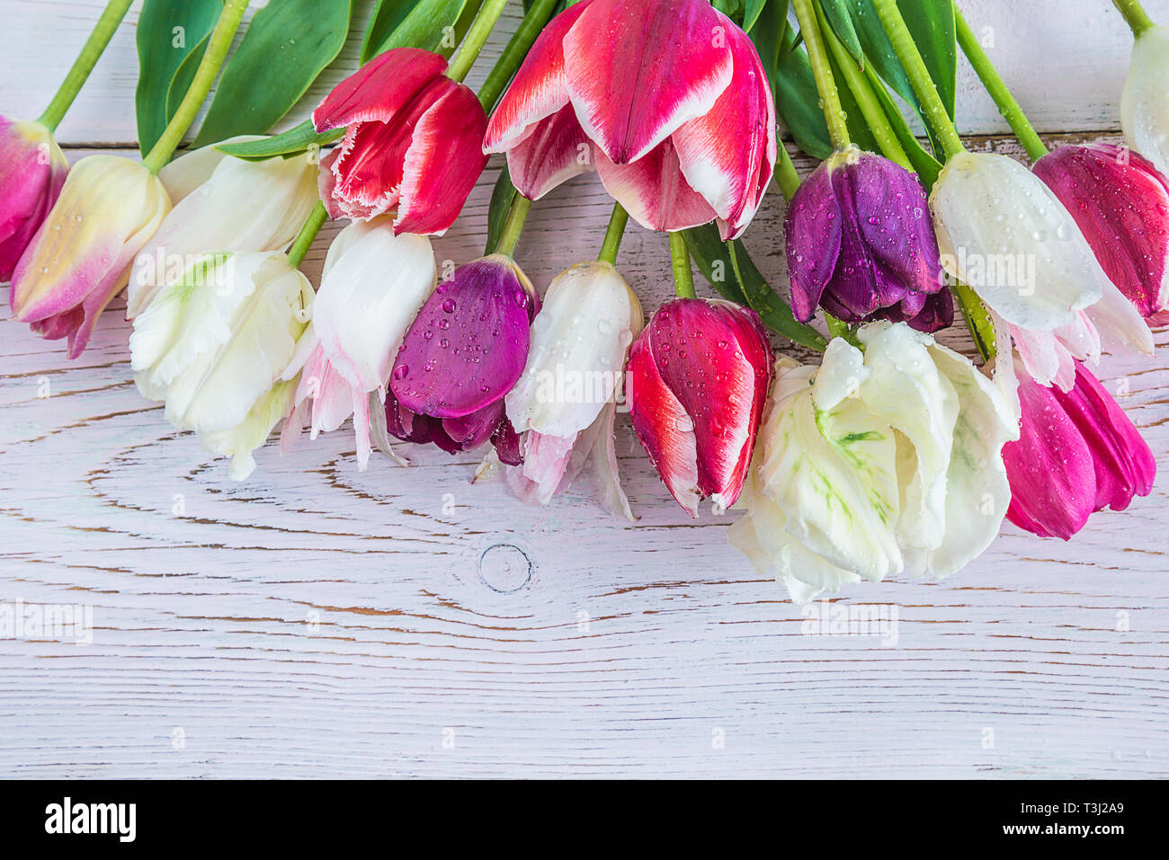 Spring holiday or celebration concept/Bunch of white and purple tulips on the white wooden background with copy space Stock Photo