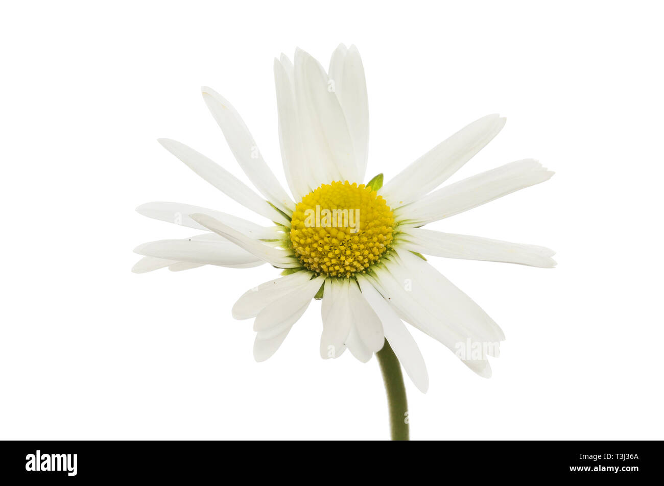 White daisy flower isolated against white Stock Photo