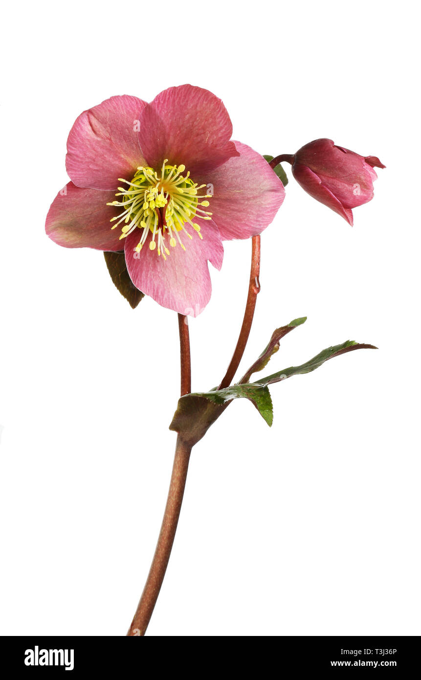 Dusky red hellebore flower, bud and foliage isolated against white Stock Photo