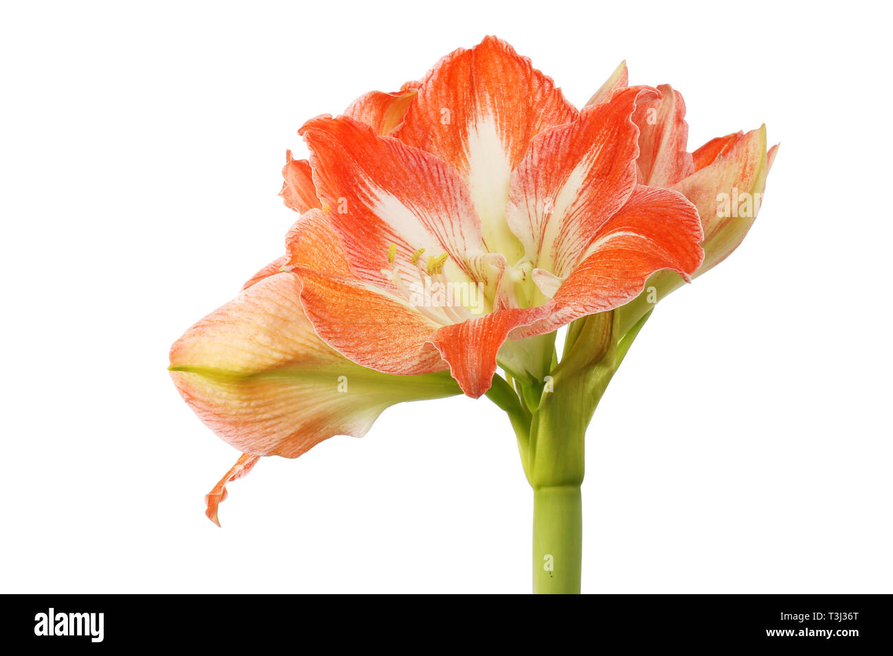 Amaryllis flower isolated against white Stock Photo