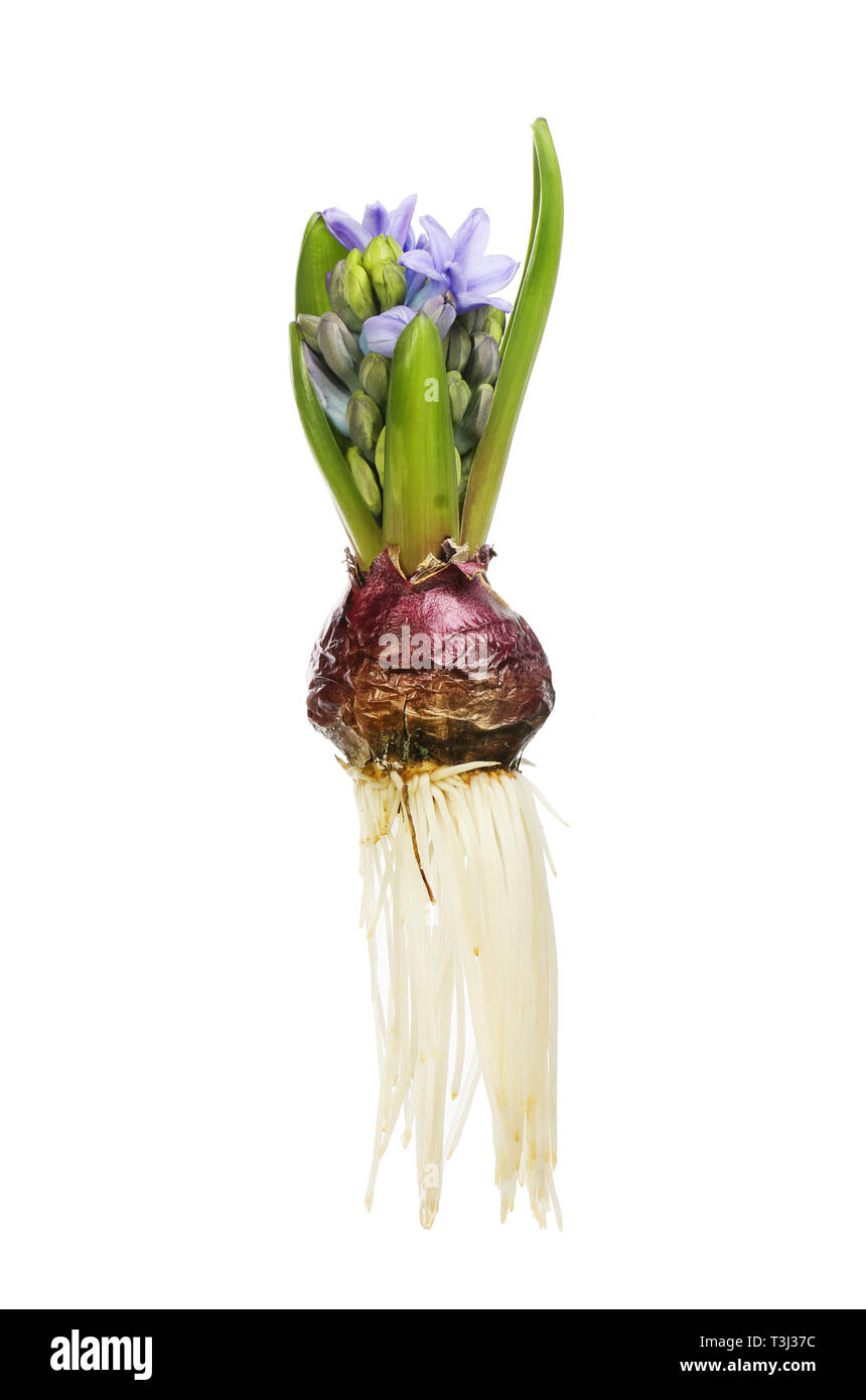 Hyacinth plant, bulb, roots, foliage and flowers isolated against white