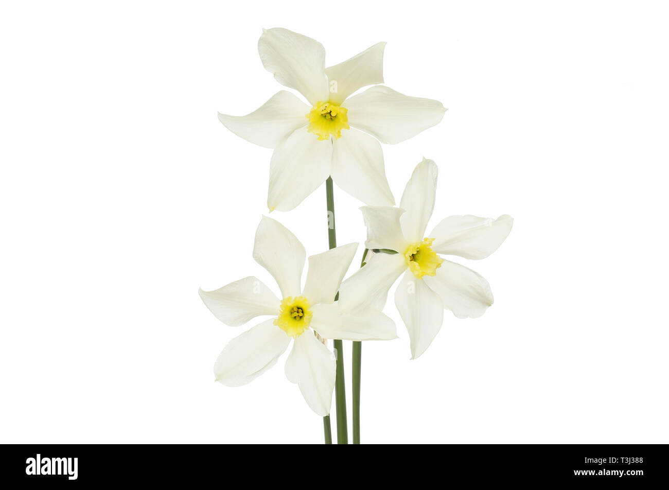 Three white and yellow centered daffodils isolated against white Stock Photo