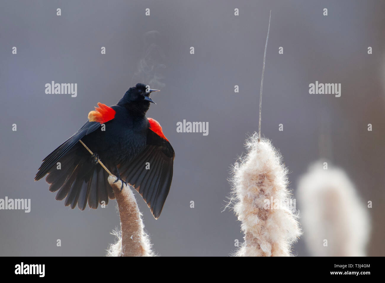 Red-winged Blackbird performing mating display and song on cattails in wetland marsh habitat, with steam from his breath visible Stock Photo