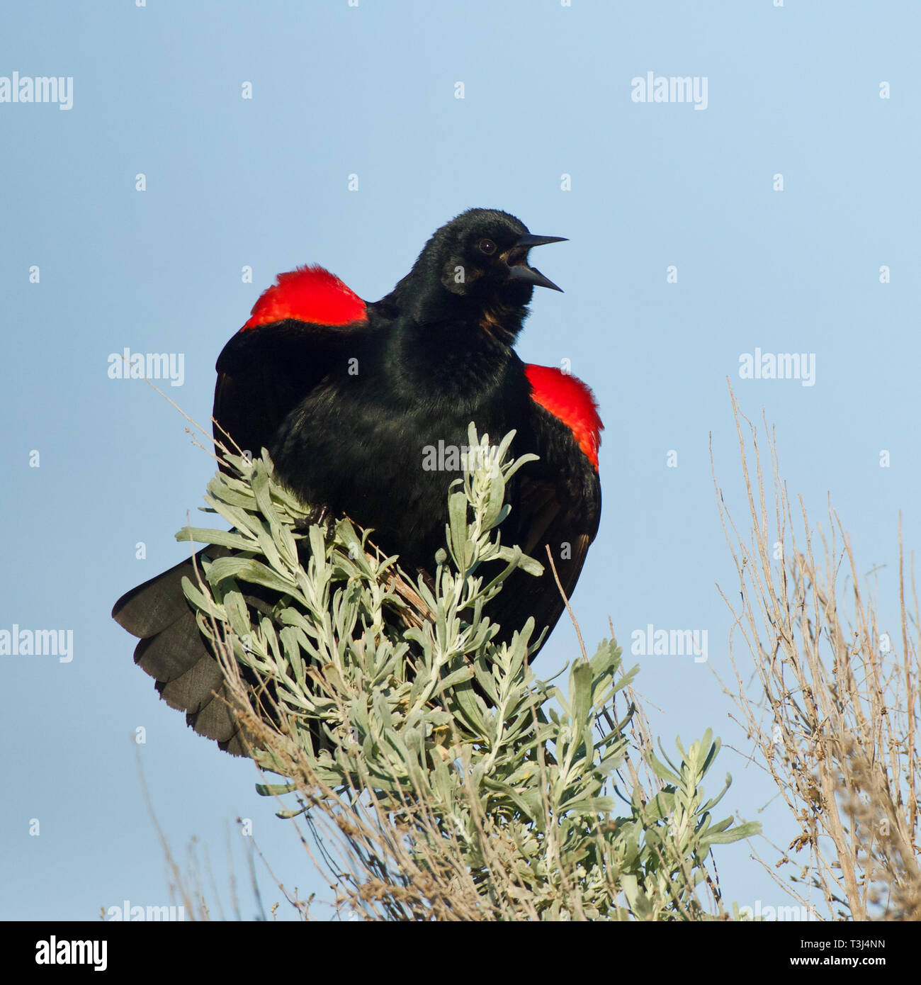 Red-winged Blackbird performing mating display and song on sage brush in high desert habitat Stock Photo