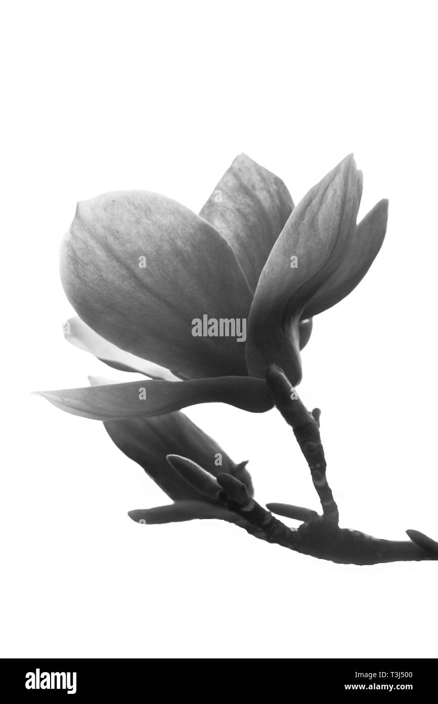 Black and white spring magnolia flower isolated on white background