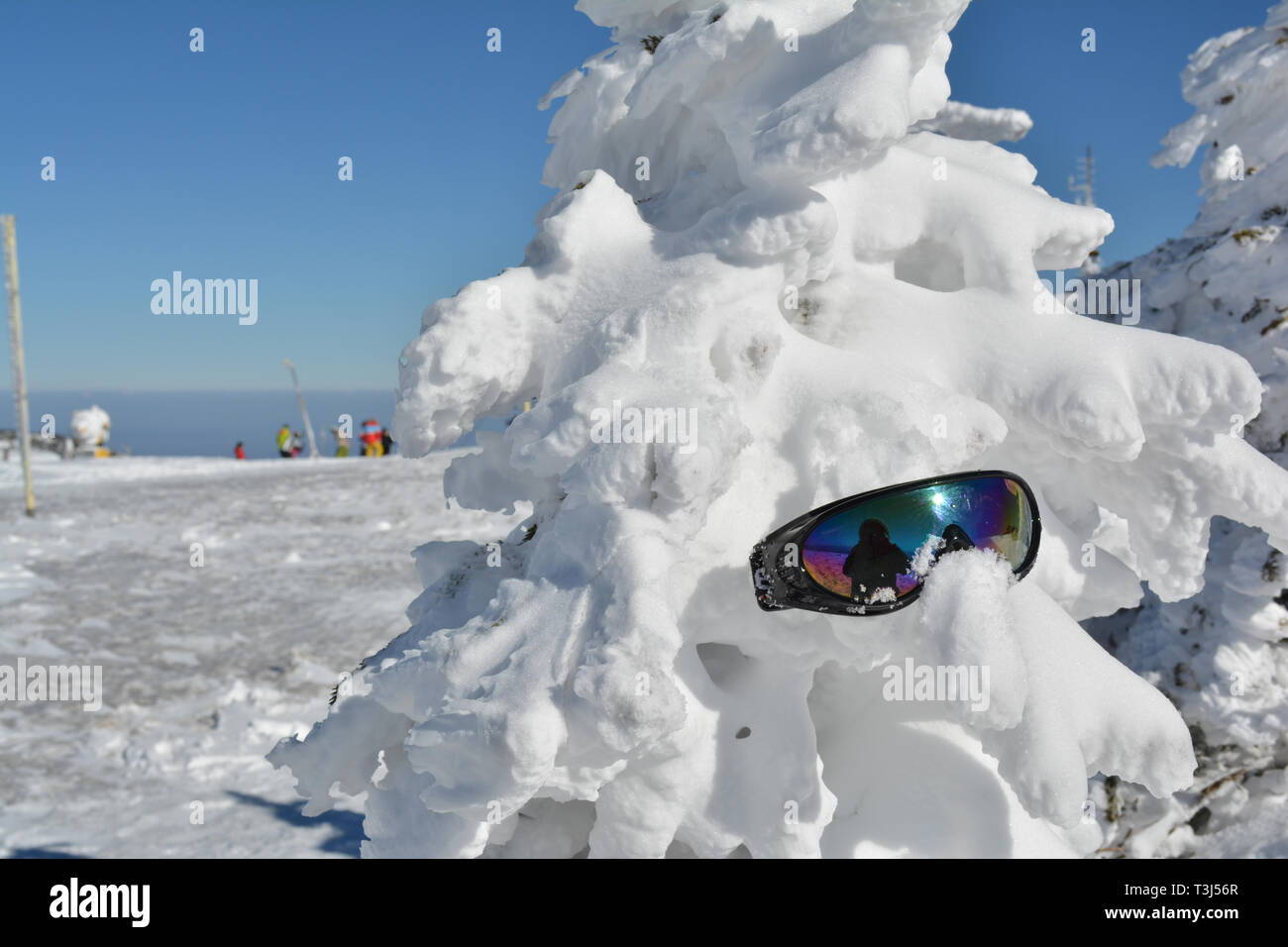 Goggles on fir covered by snow, ski resort Kopaonik Stock Photo