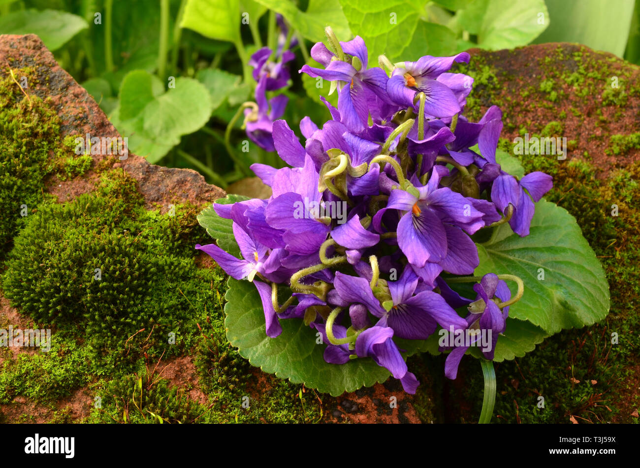 Bouquet of fresh, spring violets on red stone overgrown with moss, close up view Stock Photo