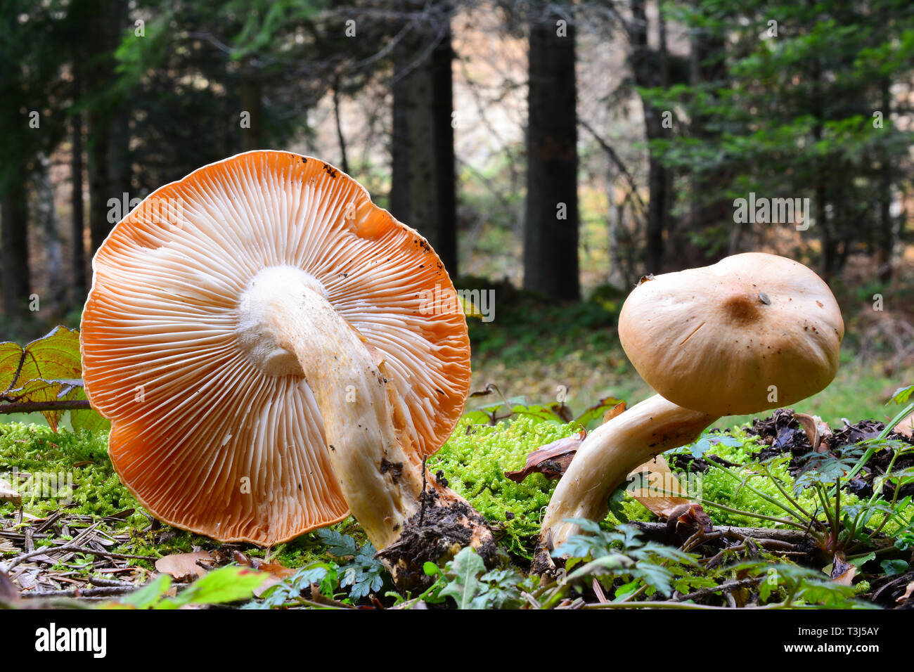 Hygrophorus pudorinus or Rosy woodwax wild mushrooms, beautiful, but not toxic nor edible,  in natural habitat, mountain forest in autumn Stock Photo