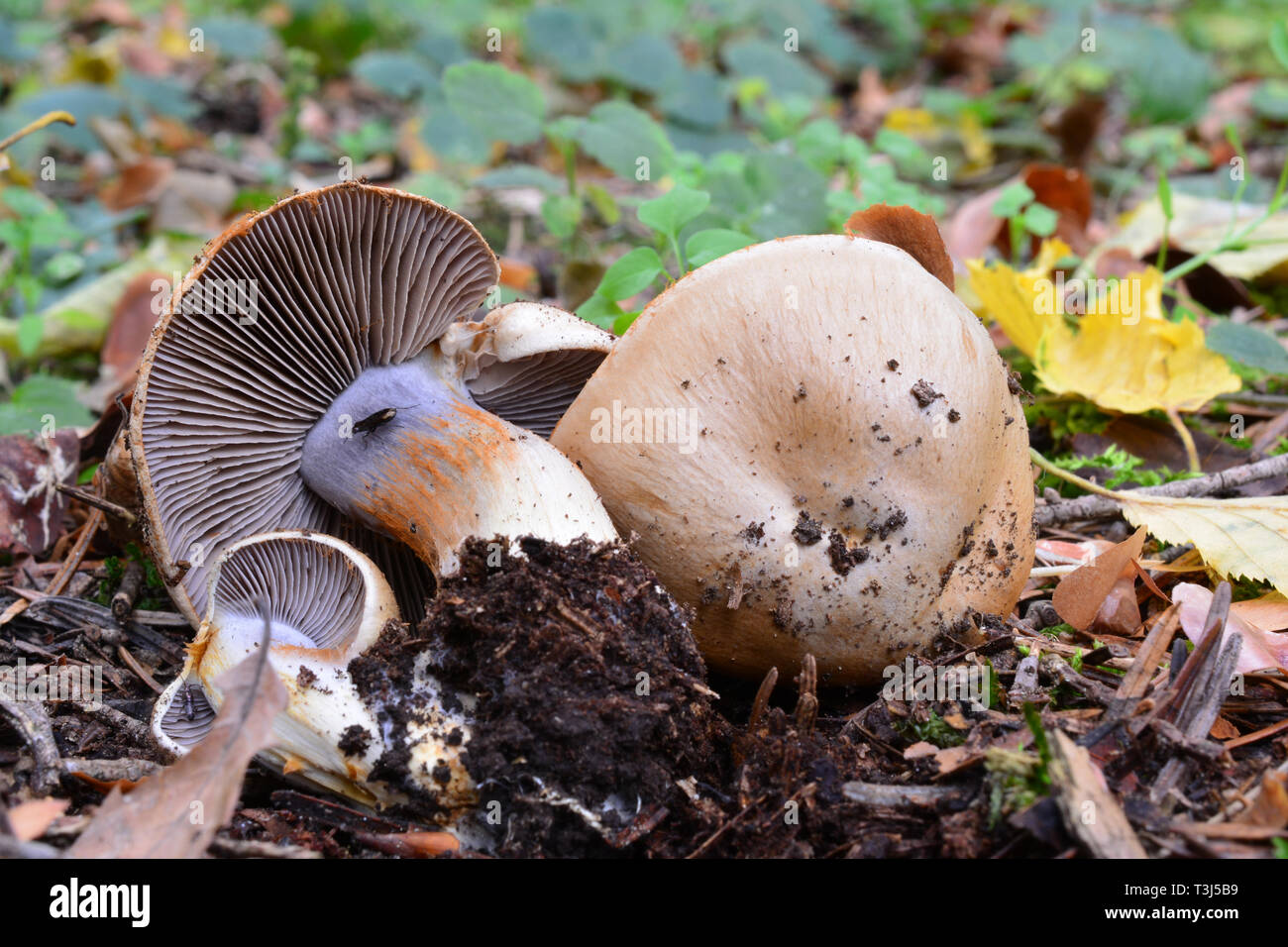 Inedible Freckled  Webcap mushroom, or Cortinarius spilomeus in natural habitat Stock Photo