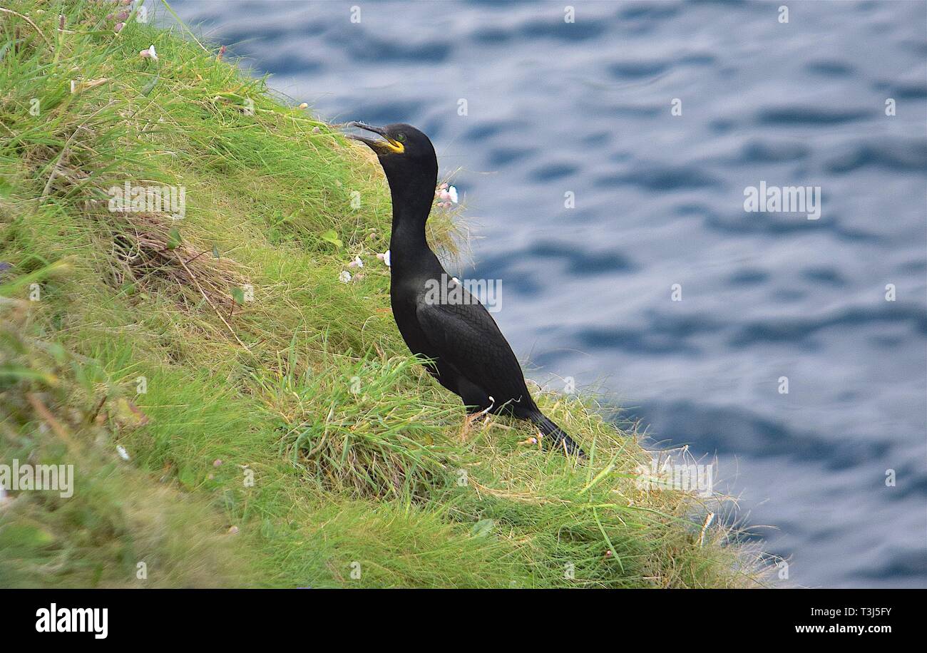 Cormorant roost uk hires stock photography and images Alamy
