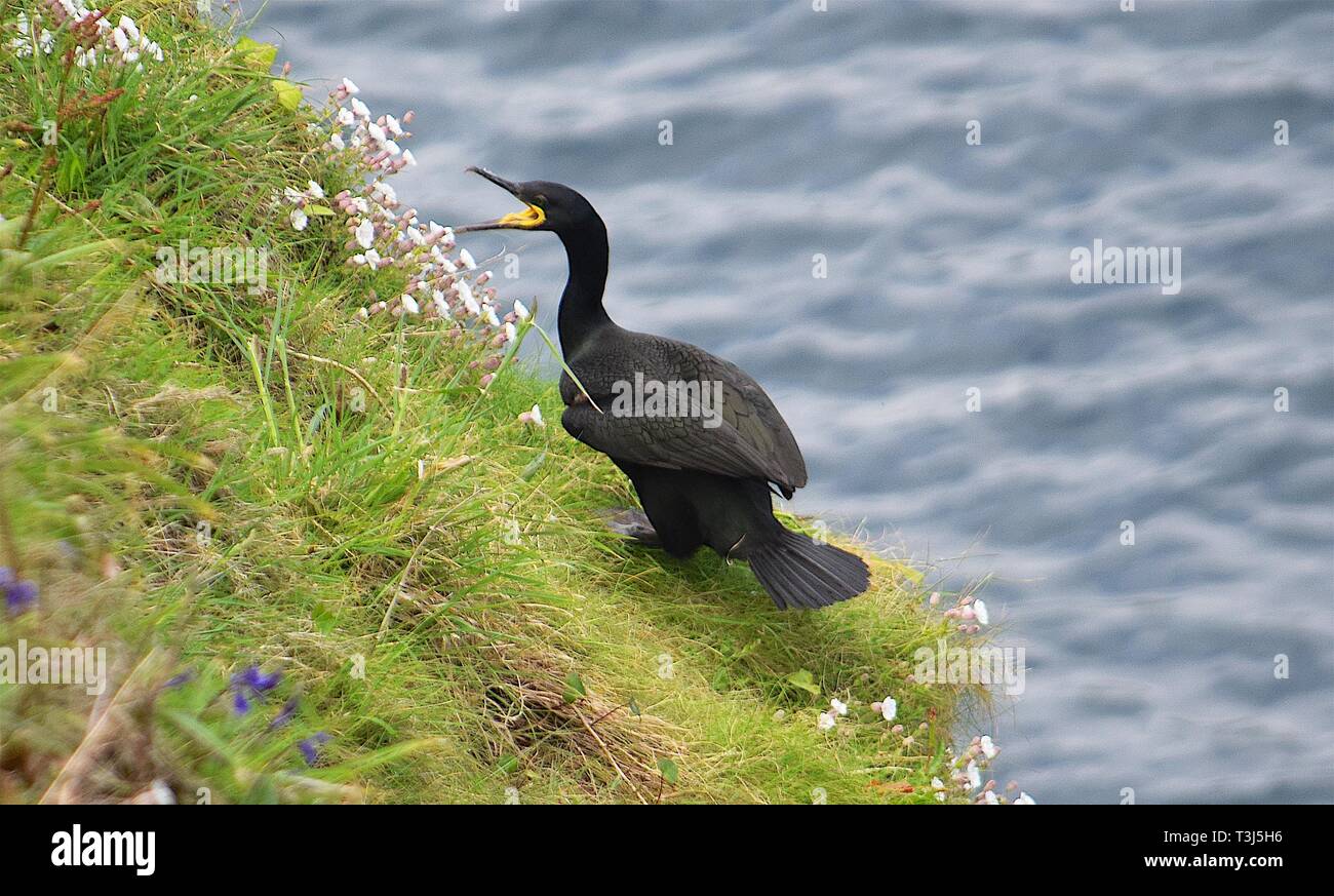 Cormorant roost uk hires stock photography and images Alamy