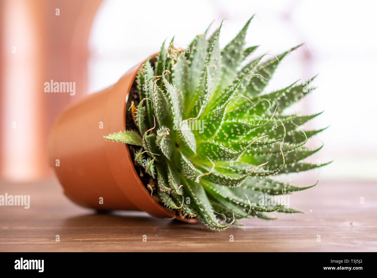 Aloe Aristata in Pot Aloe Aristata in Pot