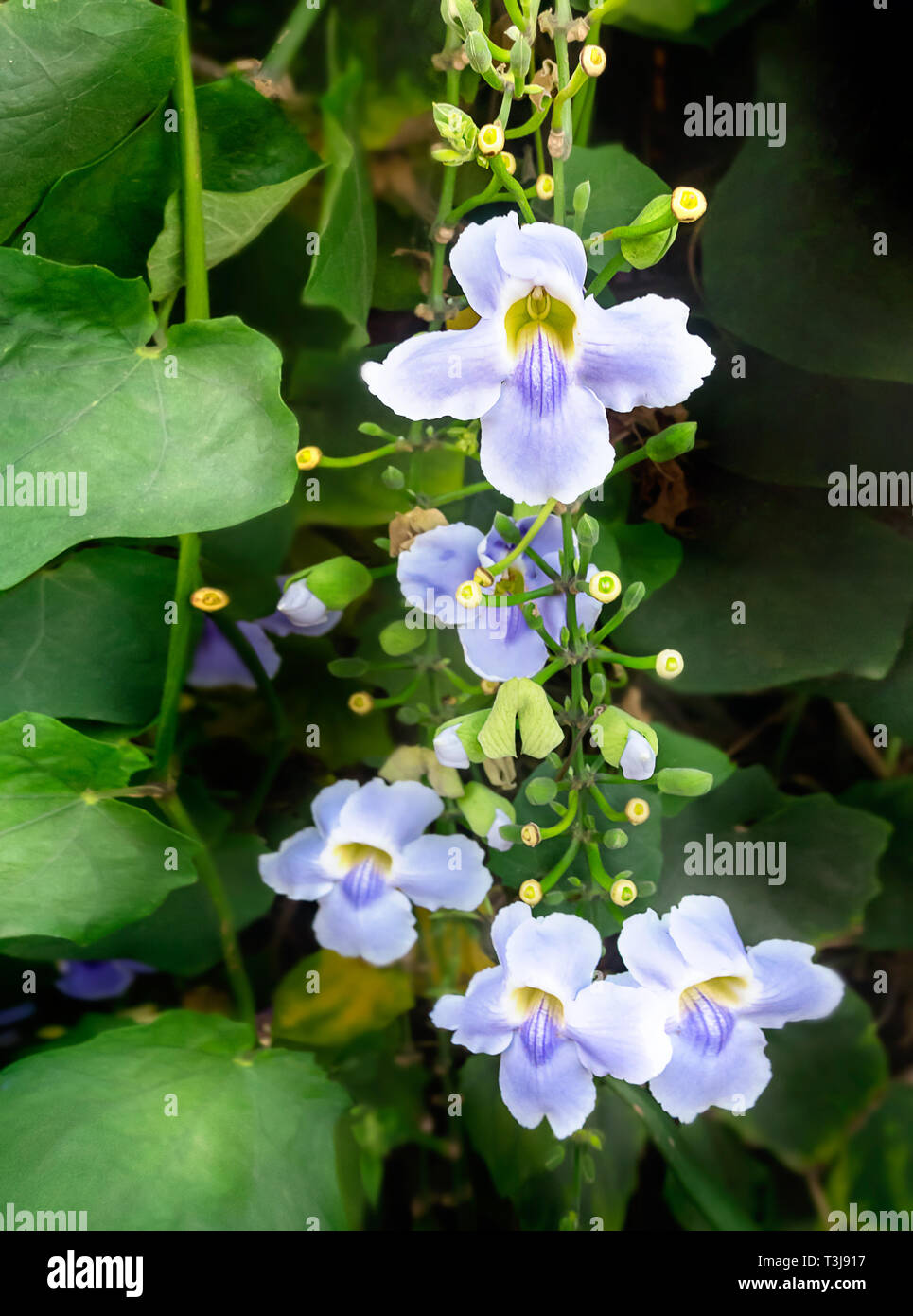 Close up of beautiful purple Bengal Trumpet or Thunbergia grandiflora flower of green leaves in garden Stock Photo
