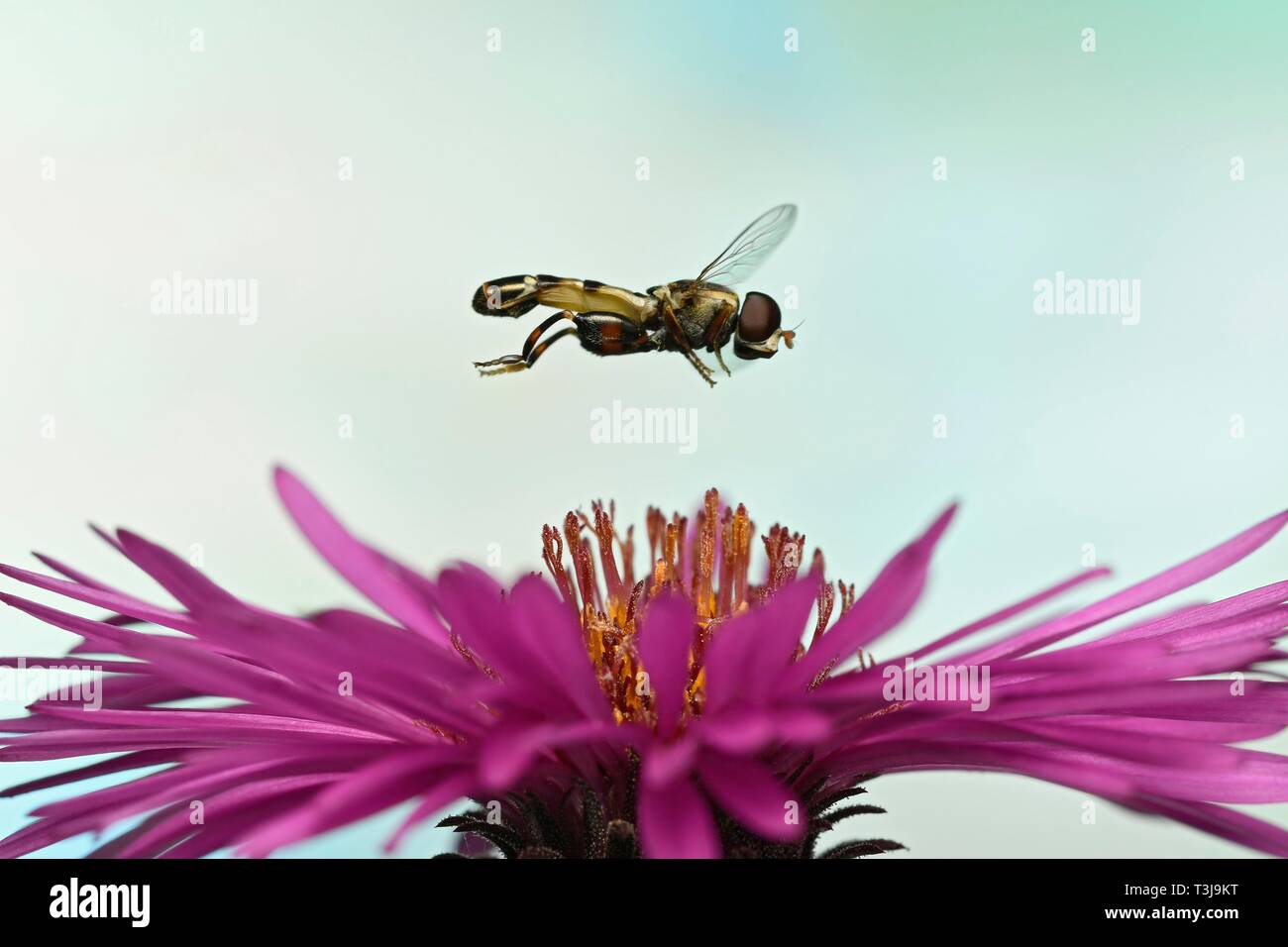 Thick-legged hoverfly (Syritta pipiens) in flight on the flower of a New England aster (Symphyotrichum novae-angliae), Germany Stock Photo
